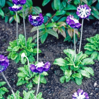 Primula glomerata