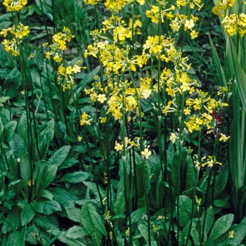 Primula heladoxa