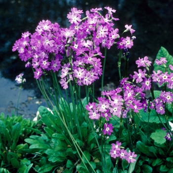 Primula involucrata