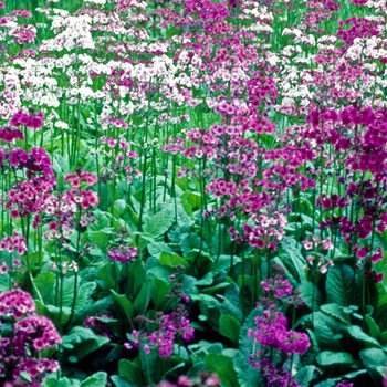 Primula japonica