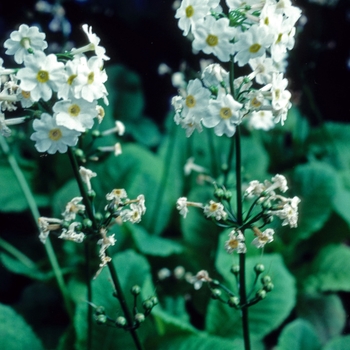 Primula japonica 'Potsford White' 