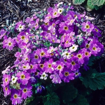 Primula malacoides 'Prima Lavender' 