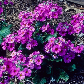 Primula malacoides 'Prima Lilac' 