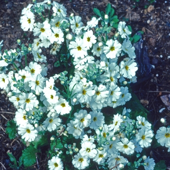 Primula malacoides 'Prima White' 