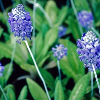 Primula nutans