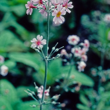 Primula pervulenta 'Bartley's Strain' 