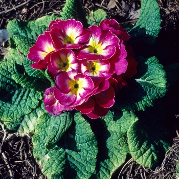 Primula polyantha 'Bicolor Leden' 