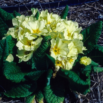 Primula polyantha 'Crayon Primrose' 