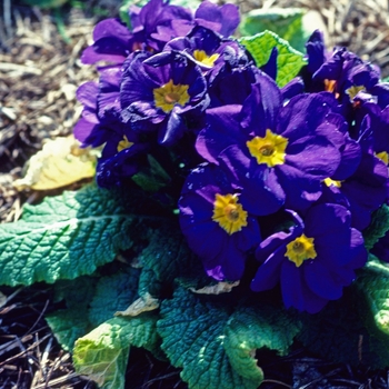 Primula polyantha 'Danova Blue' 