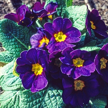 Primula polyantha 'Danova Burgundy' 