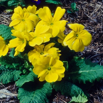 Primula polyantha 'Saga Yellow' 