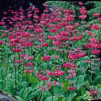 Primula japonica 'Rowallane Hybrids' 