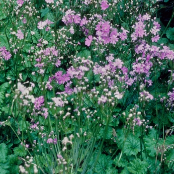 Primula saxatilis