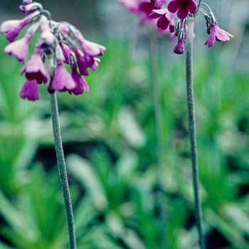 Primula secundiflora