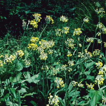 Primula sikkemensis