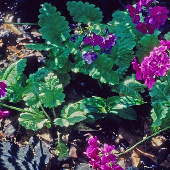 Primula sinensis