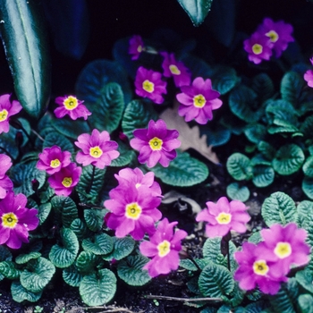 Primula theodora