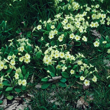 Primula vulgaris