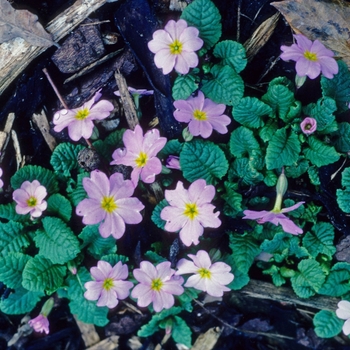 Primula vulgaris var sibthorpii