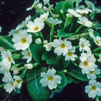 Primula vulgaris 'Atlantia' 