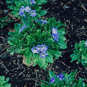 Primula whitei