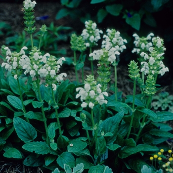 Prunella grandiflora 'White Loveliness' 