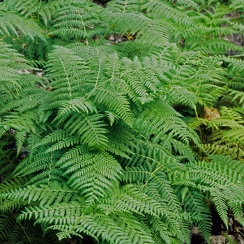 Pteridium aquilinum 