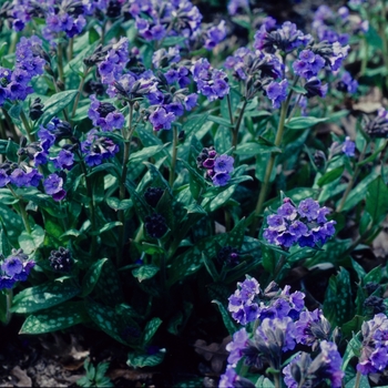 Pulmonaria longifolia