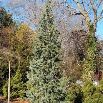 Cedrus atlantica 'Glauca Fastigiata' 