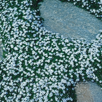 Isotoma peduncularis