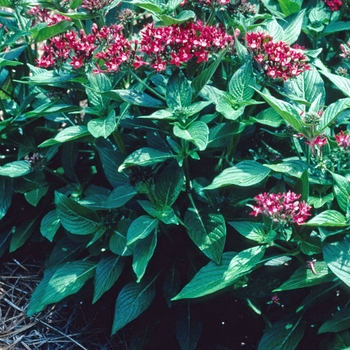 Pentas lanceolata 'Butterfly Cherry Red' 