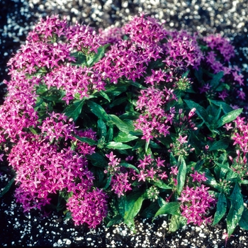 Pentas lanceolata 'Violet' 