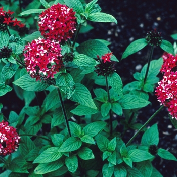 Pentas lanceolata 'Ruby Glow Red' 