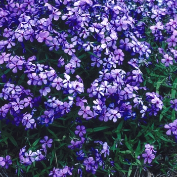 Phlox divaricata 'Louisiana Purple' 