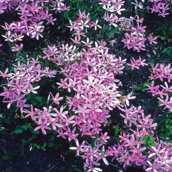 Phlox adsurgens