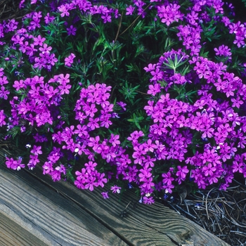 Phlox amoena 