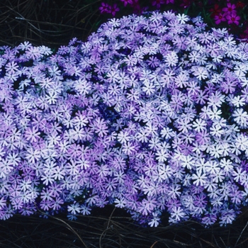 Phlox bifida 'Eco Lavender' 