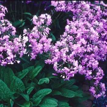 Phlox carolina 'Bill Baker' 