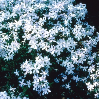 Phlox divaricata 'Clouds of Perfume' 