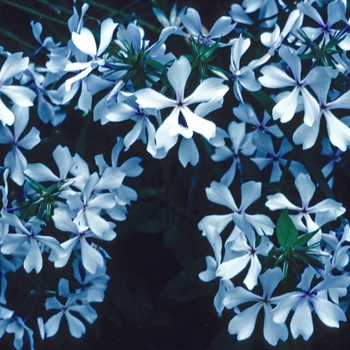 Phlox divaricata 'Dirigo Ice' 