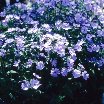Phlox divaricata 'Purple Pinwheels' 