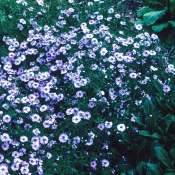 Phlox douglasii 'Boothman's Variety' 