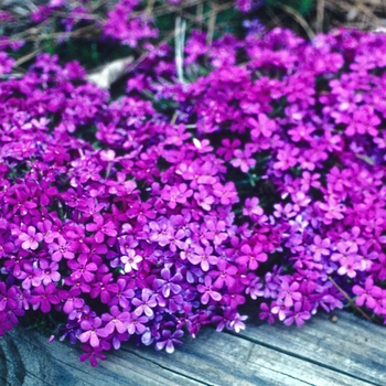 Phlox douglasii 'Firecracker' 