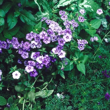 Phlox drummondii 'Border Dwarf Blue' 