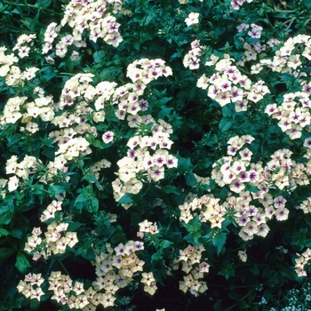 Phlox drummondii 'Creme Brule' 