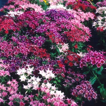 Phlox drummondii 'Petticoat Mix' 