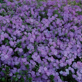 Phlox 'Purple' 