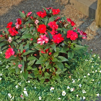 Impatiens SunPatiens® Red