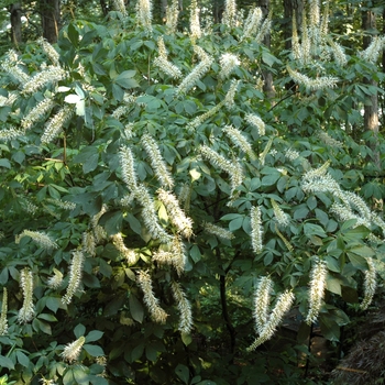 Aesculus parviflora 'Rogers Strain' 