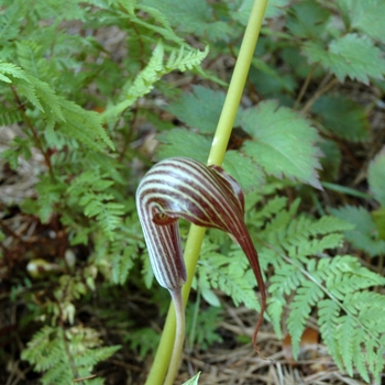 Arisaema franchetianum 